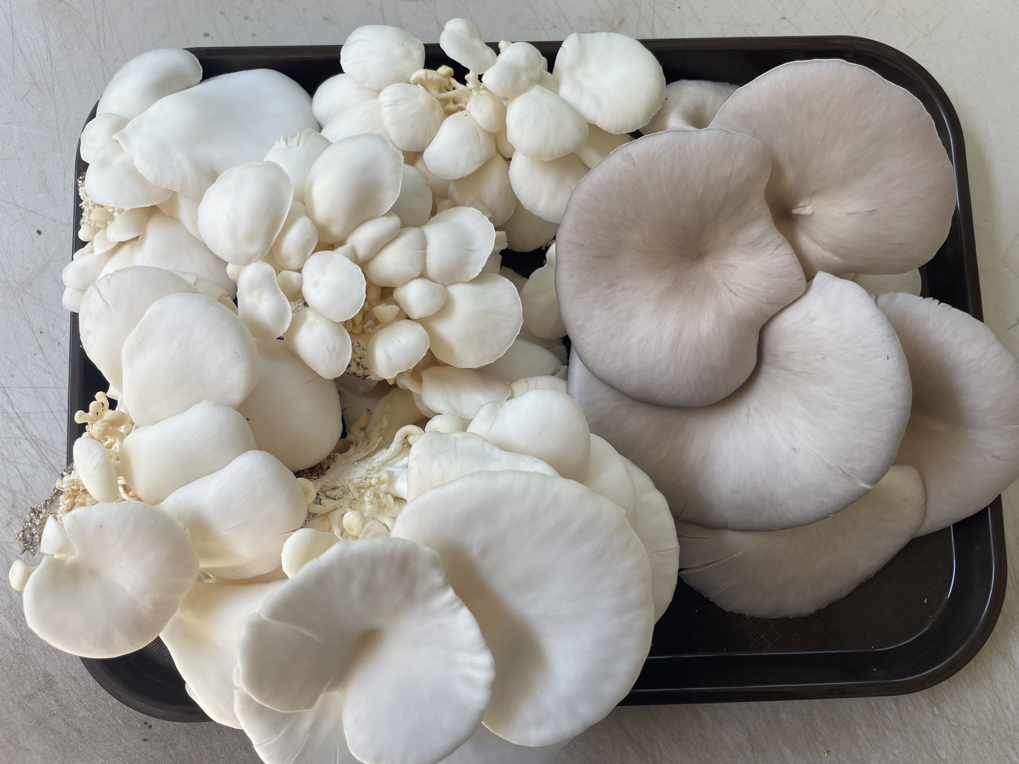 Lakeside Farmers Market photo