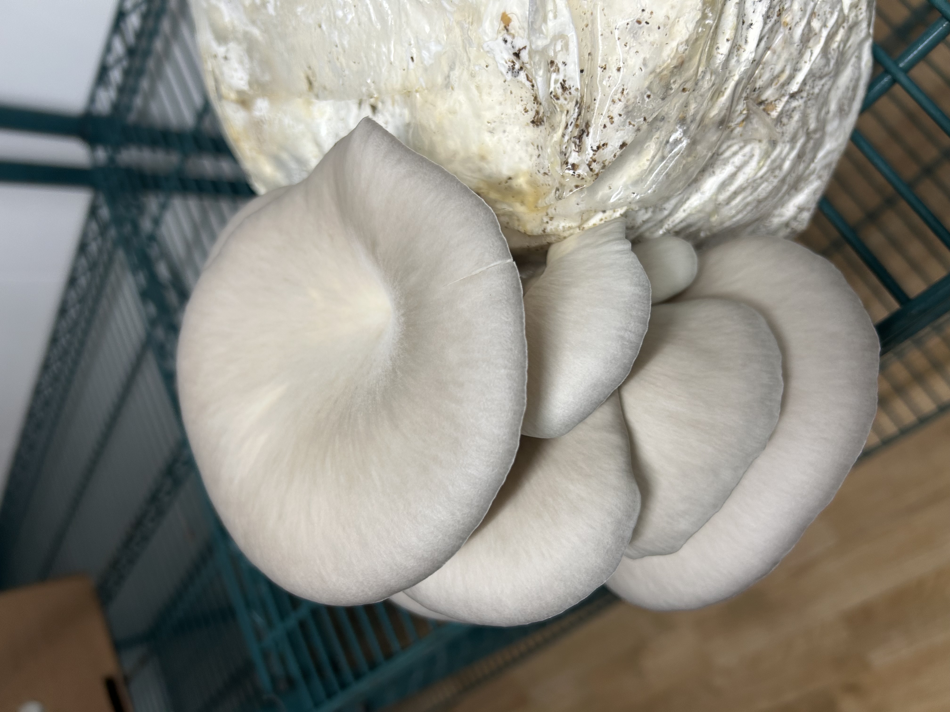 Lakeside Farmers Market photo